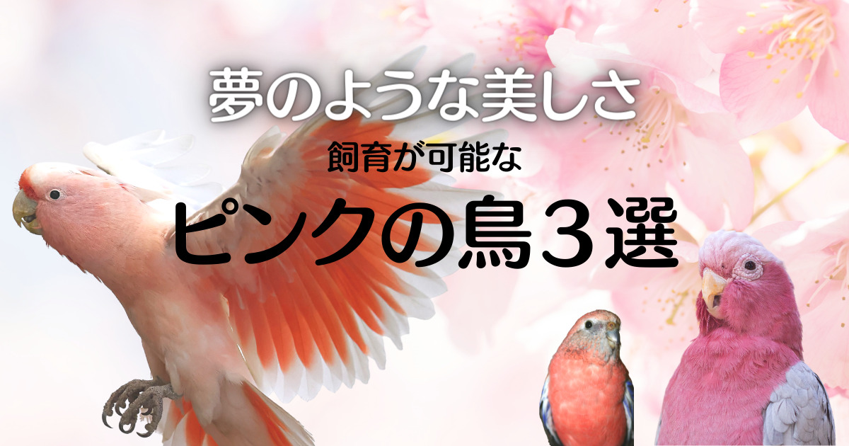 夢のような美しさ】ピンク色の鳥３選