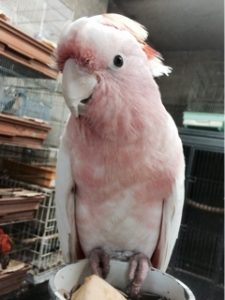 ピンクのオウム