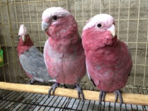 3羽のモモイロインコ