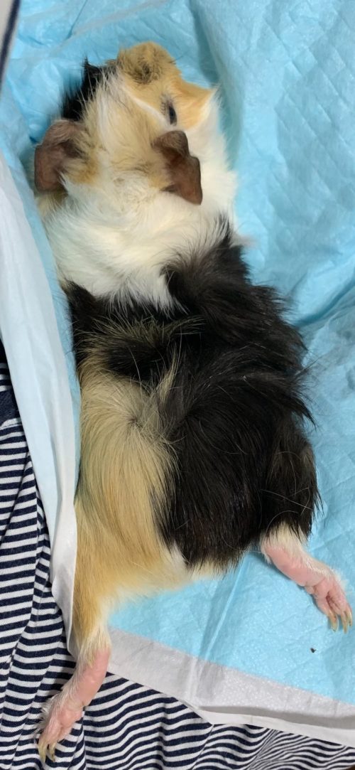 ほっぺちゃん伸び~