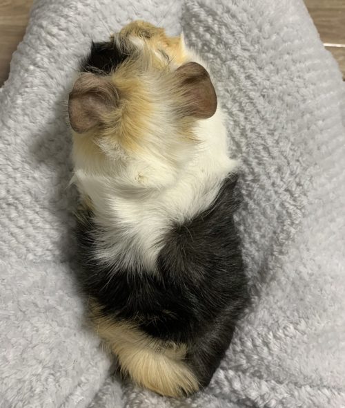 ほっぺちゃん 背中