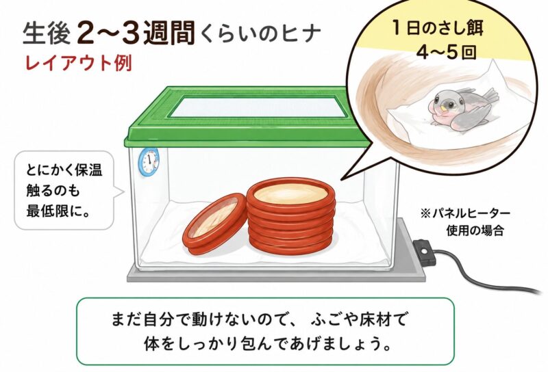 ヒナのケースのレイアウト