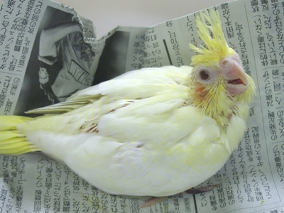 オカメインコのヒナ