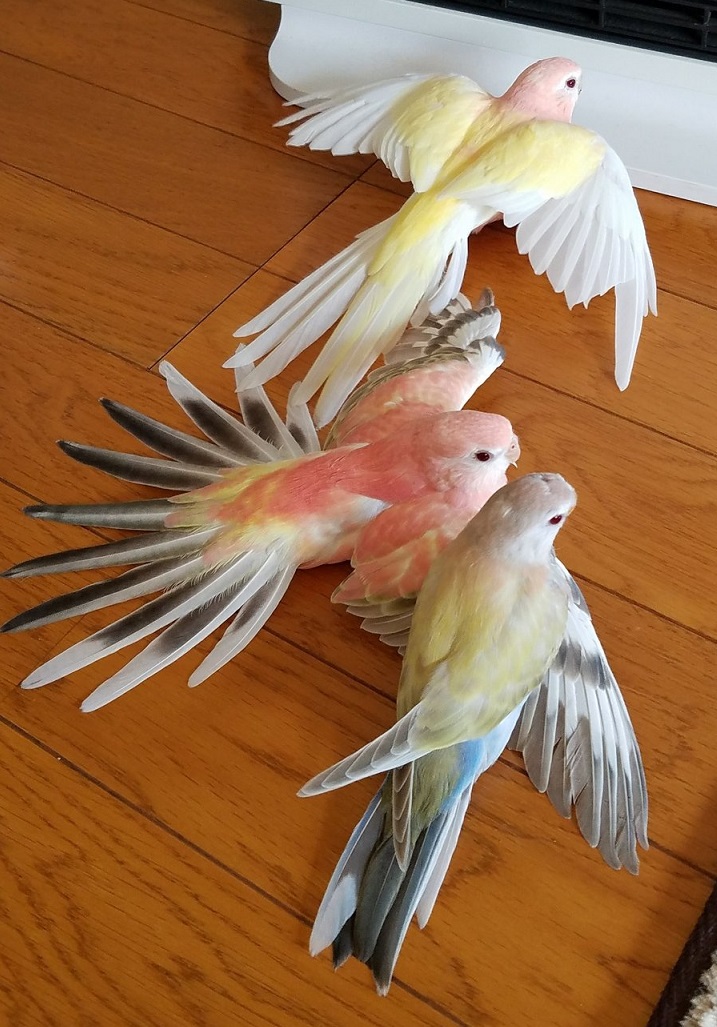 ピンク色の天使！アキクサインコの飼い方！