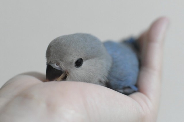 コザクラインコ ヒナ