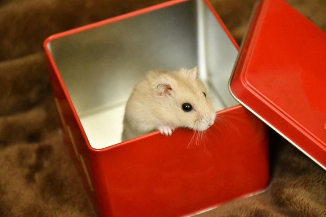 箱から出るハムスター