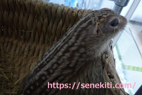 背中が美しいジュウサンセン