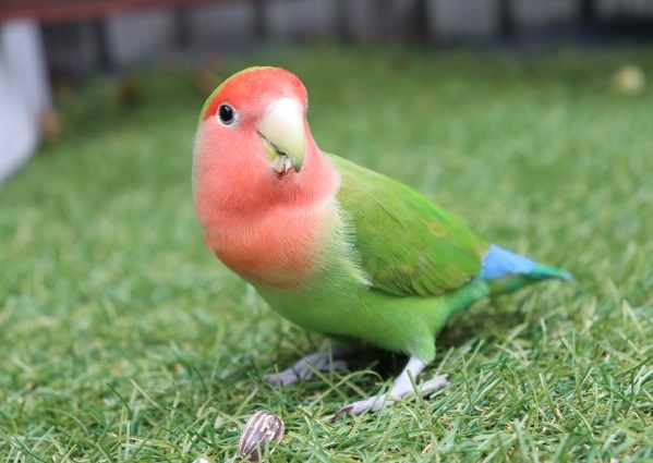 コザクラインコ