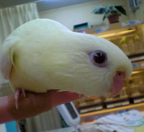 白いサザナミインコ