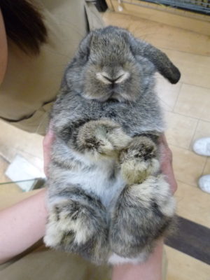 ホーランドロップ
