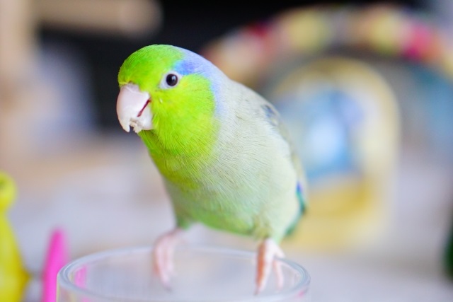 マメルリハ オス