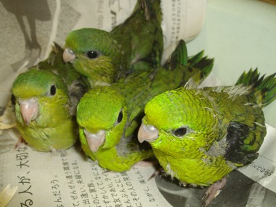 サザナミインコ 中ヒナ