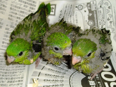 サザナミインコ ヒナ