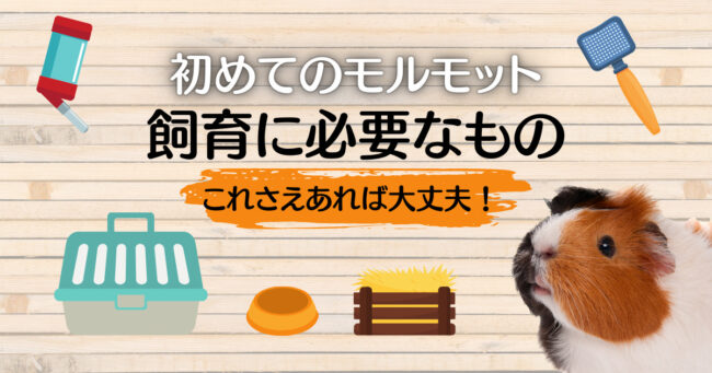 モルモットの飼育に必要なもの