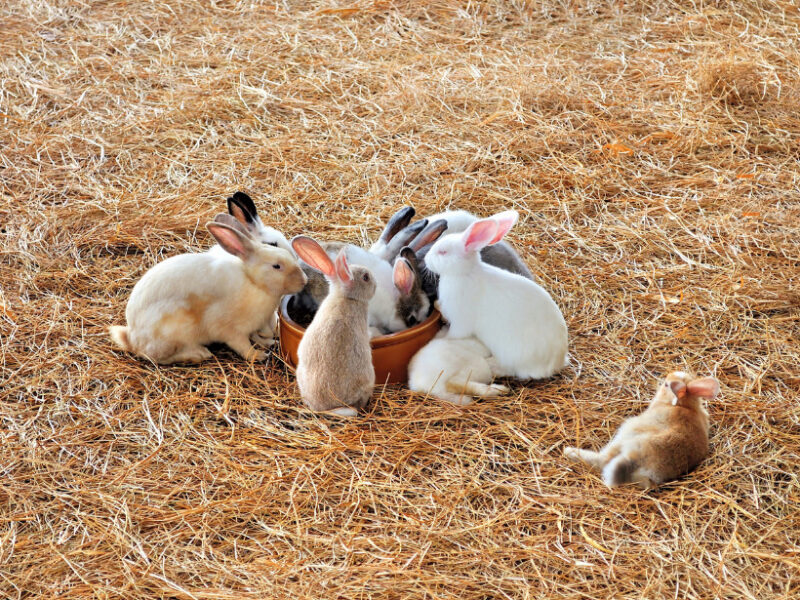 集まるウサギ