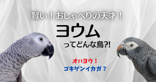 ヨウム　飼い方