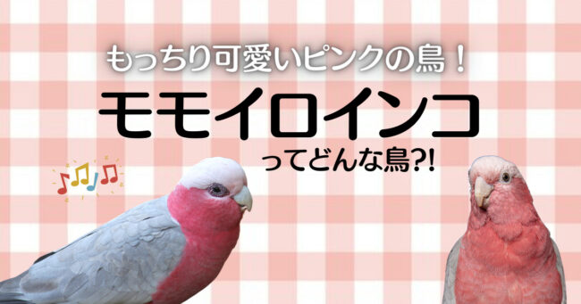 モモイロインコ　飼育