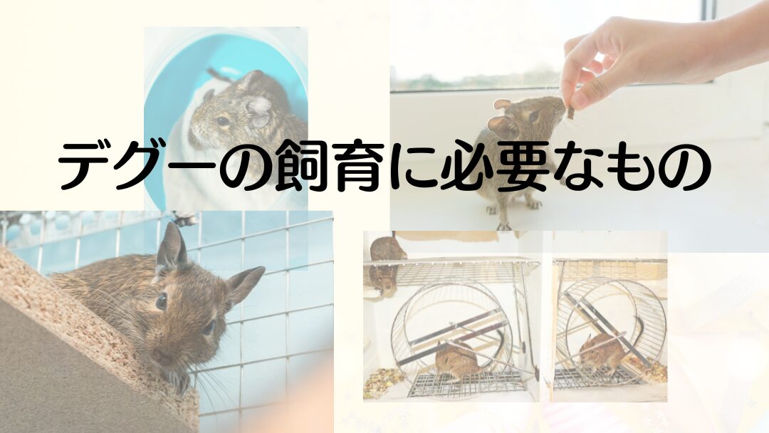 デグーの飼育に必要なもの