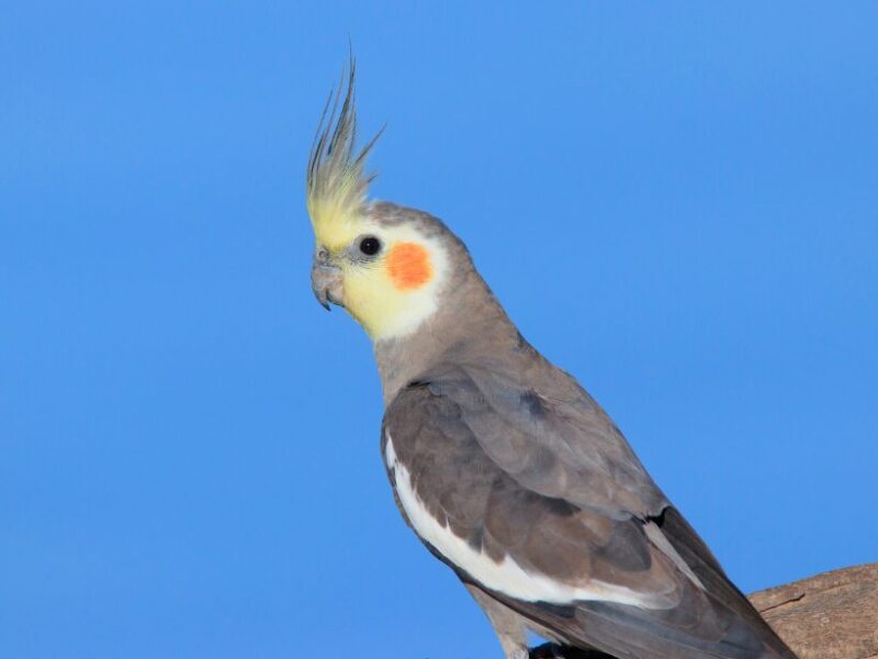 オカメインコ　オス
