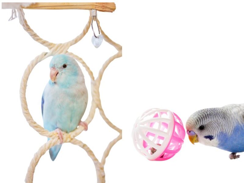インコ　知育
