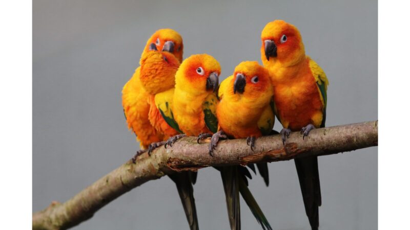 コガネメキシコインコ