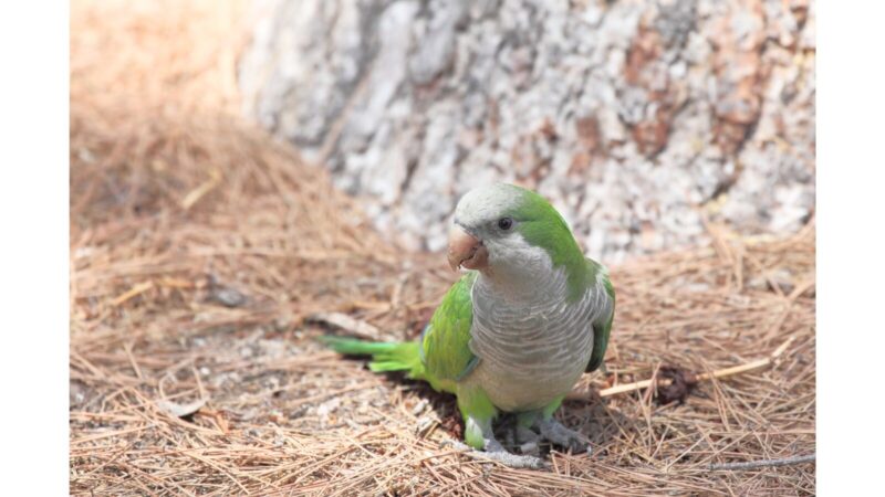 オキナインコ
