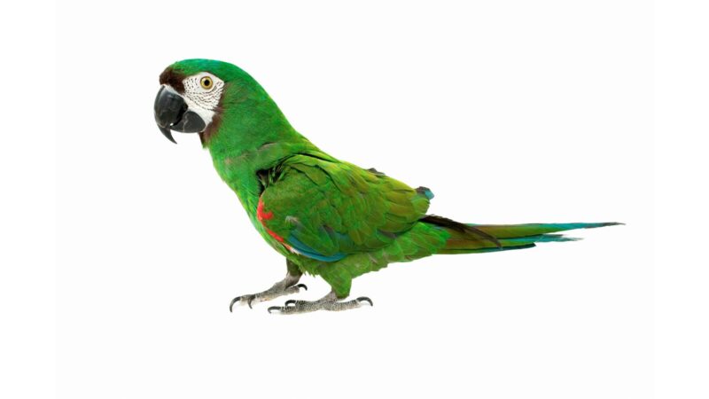 ヒメコンゴウインコ
