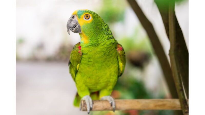アオボウシインコ