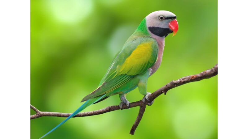 ダルマインコ