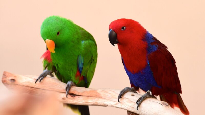 オオハナインコ
