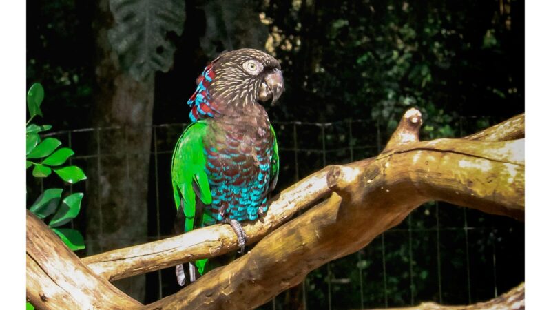 ヒオウギインコ