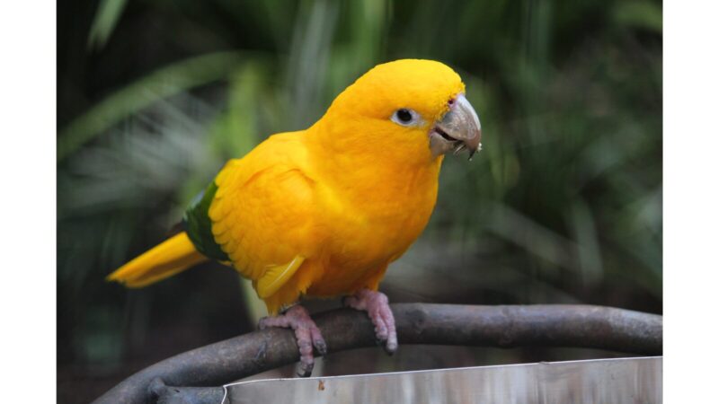 ニョオウインコ