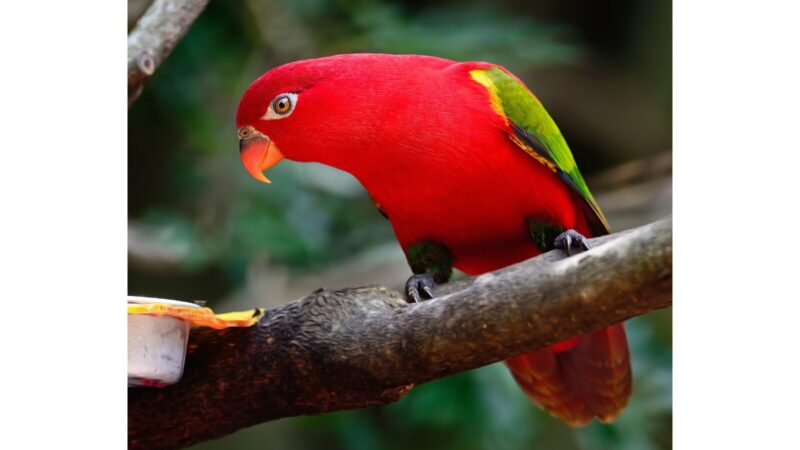ショウジョウインコ