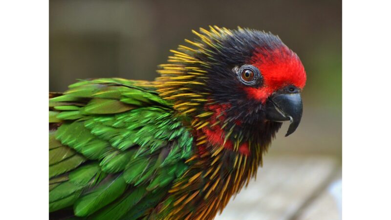 キスジインコ