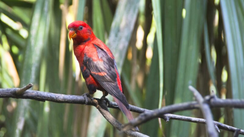 ヒインコ