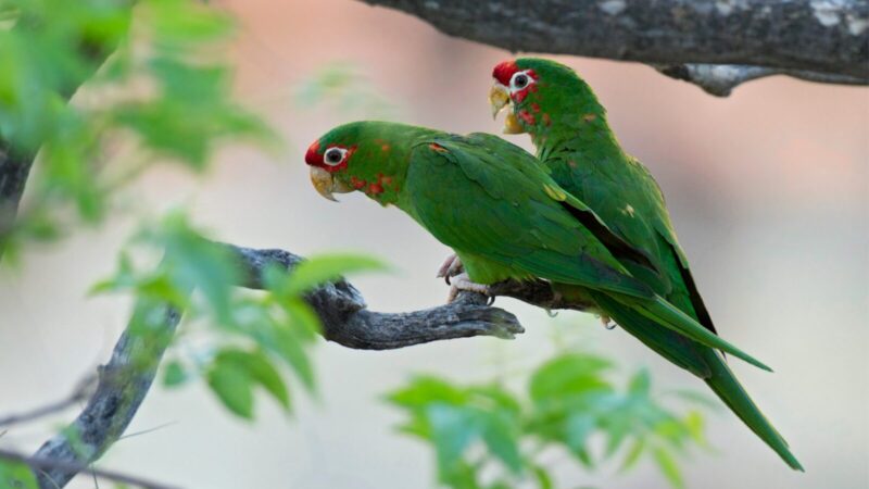 ベニガオメキシコインコ