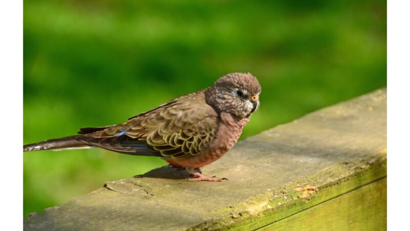 アキクサインコ