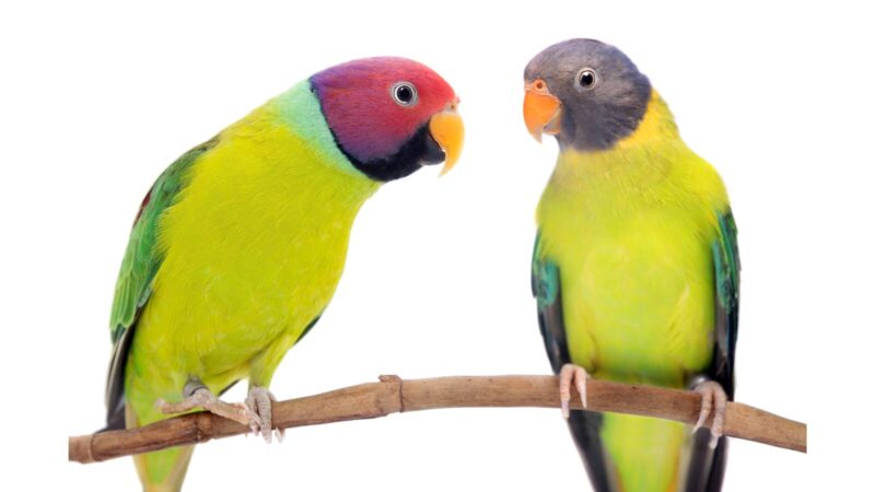 コセイインコ