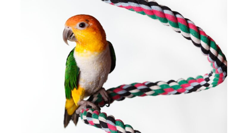 シロハラインコ