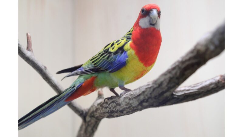 ナナクサインコ