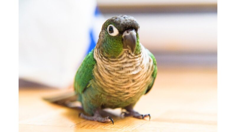 ホオミドリウロコインコ
