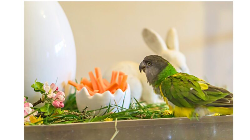 ネズミガシラハネナガインコ