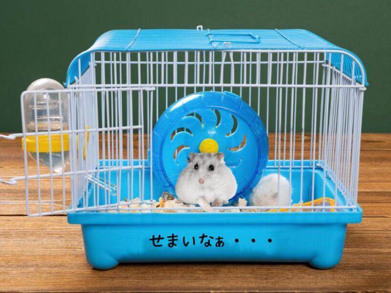 使わないほうがいいハムスターケージ