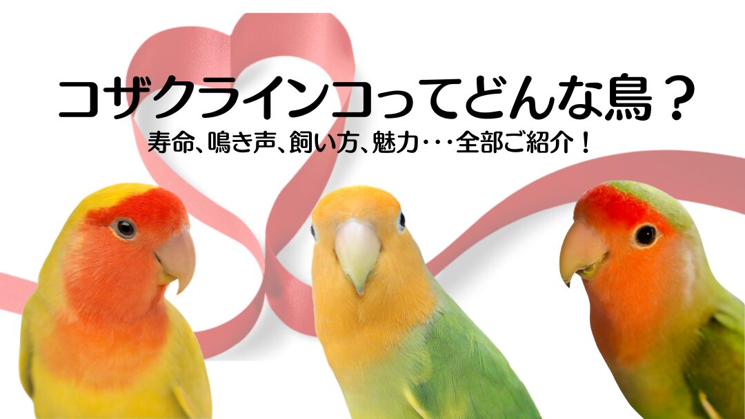コザクラインコ　lovebird